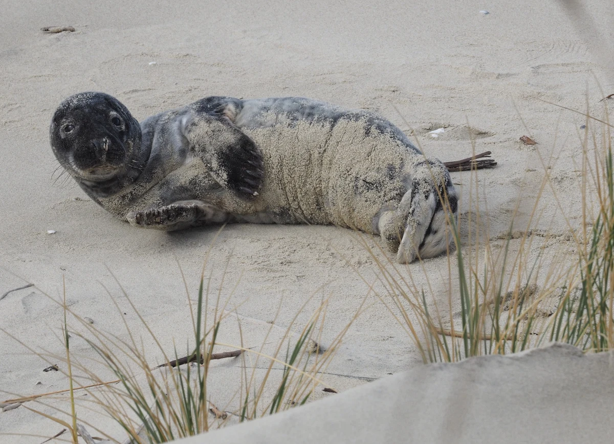 Funkcjonariusze Straży Granicznej z Krynicy Morskiej uratowali młodego samca foki. Odwodnione i wychudzone zwierzę znaleźli w czasie patrolowania polsko-rosyjskiej granicy państwowej niedaleko miejscowości Piaski na Mierzei Wiślanej. Foczka trafiła na rehabilitację i otrzymała imię Słupek. 