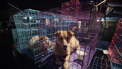  Miasto Shenzhen zakazuje jedzenia psów i kotów. "Wymogi współczesnej cywilizacji"