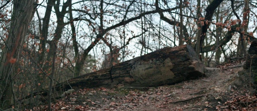 Ministerstwo Środowiska poinformowało, że w związku ze stanem epidemii od dziś do 11 kwietnia włącznie obowiązuje zakaz wstępu do lasów. „Niestety ostatnie dni pokazują, że mimo próśb i apeli, wciąż dużo osób wykorzystuje czas odizolowania na pikniki i towarzyskie spotkania, m.in. na terenach zarządzanych przez Lasy Państwowe” – podkreślono w komunikacie. Jak przypomniano, również Parki Narodowe pozostają zamknięte. 