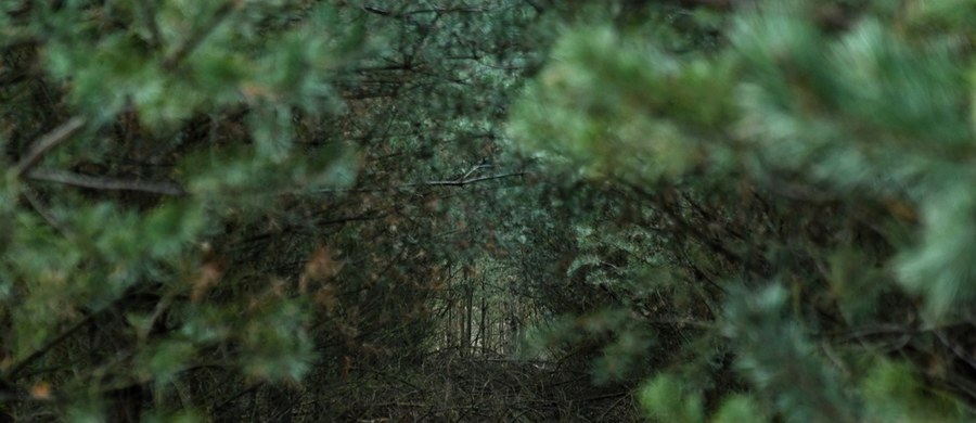 "Pojawiające się w mediach informacje, że wprowadzony zakaz wstępu do lasów nie obejmuje myśliwych, to nieprawda" - poinformował resort środowiska. Jak wyjaśniono, do 11 kwietnia myśliwi nie mogą organizować w lesie polowań ani nawet przebywać w lasach.