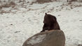 Plaga niedźwiedzi w dużym europejskim kraju