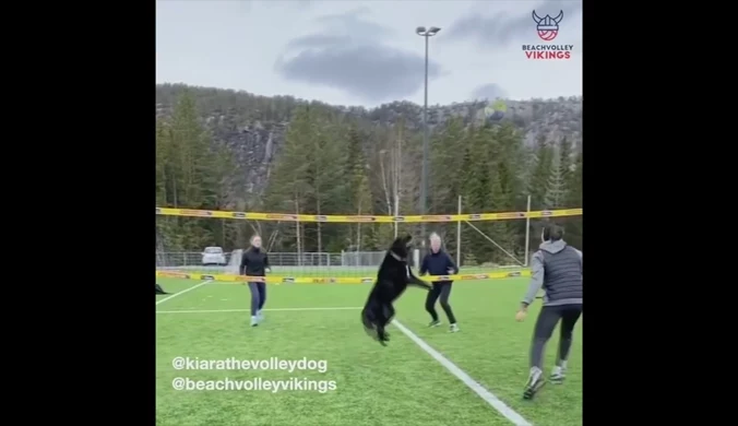 Co za rozegranie! Niesamowity pies z Norwegii gra w drużynie siatkarskiej. Wideo