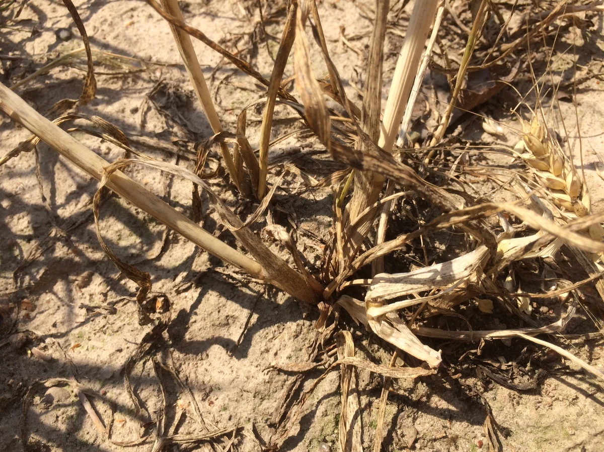 Pandemia wstrzymała walkę z suszą. Tymczasem z problemem tym mamy do czynienia już praktycznie w całej Polsce - pisze we wtorek "Dziennik Gazeta Prawna".