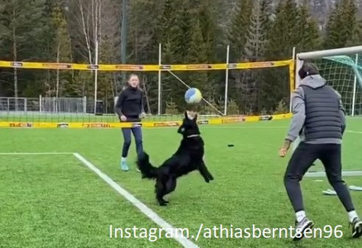 Suczka Kiara pomaga norweskiemu siatkarzowi plażowemu Mathiasowi Berntsenowi w utrzymaniu formy podczas pandemii koronawirusa. Okazało się, że zwierzę ma talent do podbijania pyskiem piłki, co umożliwia zawodnikowi treningi indywidualne, a nawet rozgrywanie sparingów z rywalami.