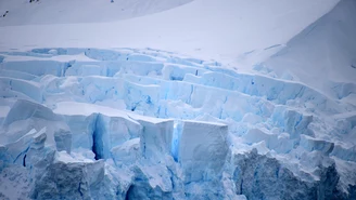 ​Pod lodami Antarktydy odkryto szczątki lasu deszczowego