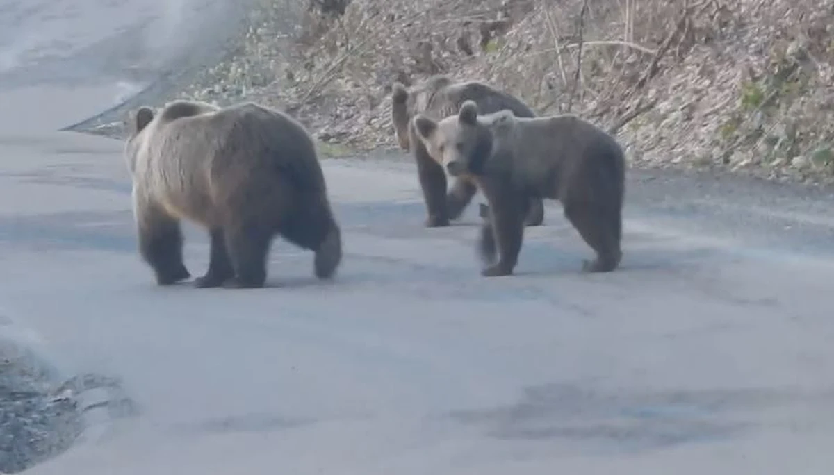 Ciepło, cieplej, wiosna. Po Bieszczadach (i nie tylko) grasują niedźwiedzie. Przyrodnicy obserwują już od wielu dni pierwsze zwierzęta, które po zimie opuściły gawry. Kilka z nich udało się uchwycić w fotopułapkę.