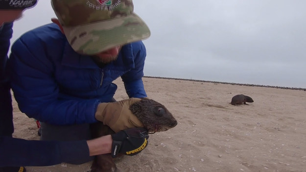 Mała foka wpadła w tarapaty na plaży w Namibii. W jamę ustną wbił jej się duży haczyk. Na szczęście z pomocą przyszli miłośnicy przyrody. Wypatrzyli małą w ogromnym stadzie, oddzielili od reszty i już po chwili pozbawili niechcianego balastu. Jak mówi mężczyzna na filmie, na haczyki tego typu łapie się szczupaki. Częstą, dobrą praktyką jest spłaszczanie kolca, tak, żeby nie ranił zwierzęcia. Na szczęście, w tym przypadku był to właśnie taki egzemplarz. 