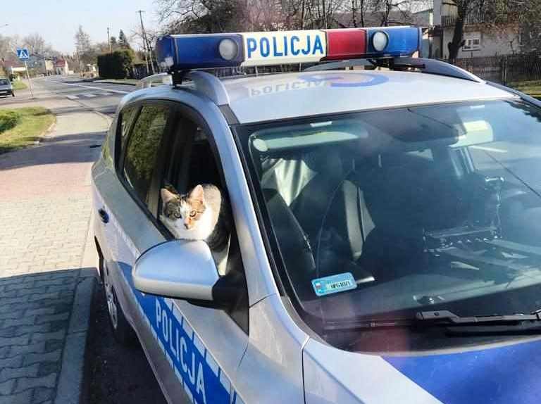 /Policja