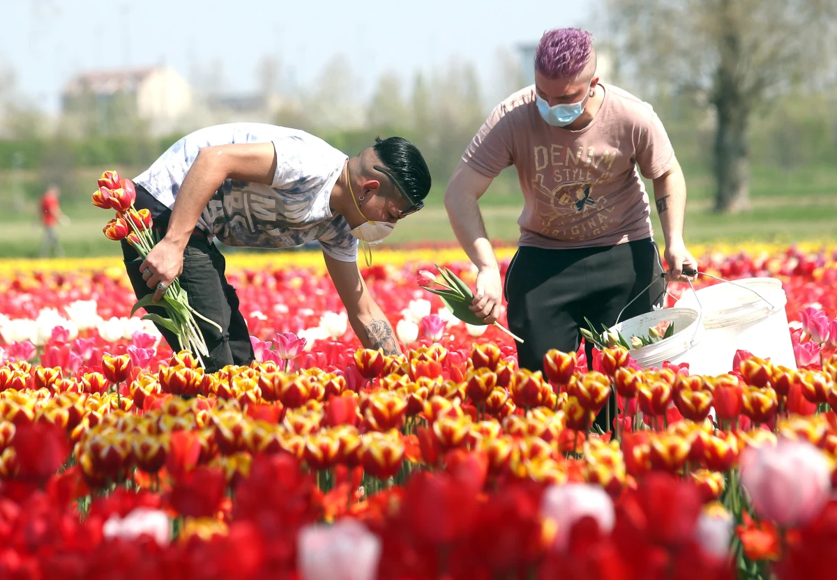 We Włoszech w ciągu ostatniej doby zmarły 542 osoby zakażone koronawirusem. Tym samym bilans zgonów od początku epidemii wzrósł do 17669. Padł dobowy rekord wyzdrowień – odnotowano ich prawie 2100. 