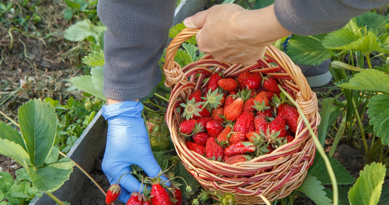 Sezon, truskawki, dobiega, końca, łatwy, czas, plantatorów, część, upraw, zniszczyły, przymrozki, susze, rolnicy, musieli, prote Plantator truskawek wniebowzięty. Mówiłem: 22 zł, płacili dwa razy tyle