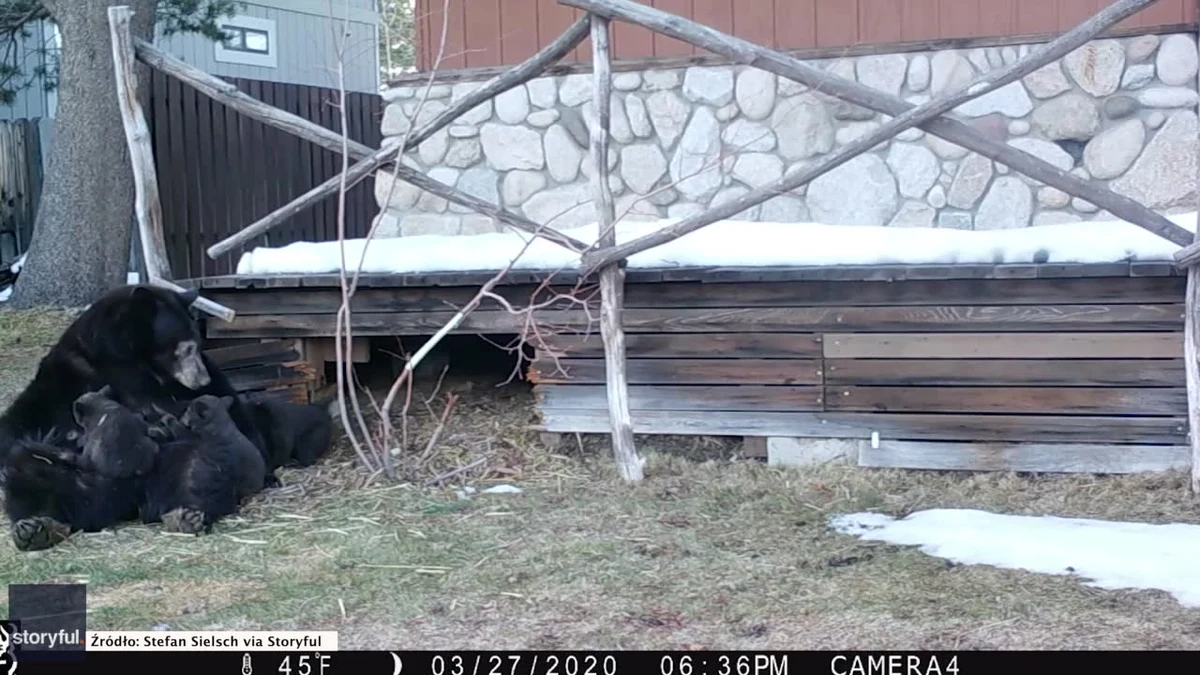 Ta niedźwiedzia rodzinka bez cienia wstydu "przejęła" opuszczony dom w kalifornijskim South Lake Tahoe. Mama i jej maluchy zdawały się miło spędzać czas na zewnątrz, a dla niektórych znalazła się nawet przekąska. Właściciel posiadłości poprosił autorkę nagrania, by miała oko na nietypowych sąsiadów. Uroczy obrazek?