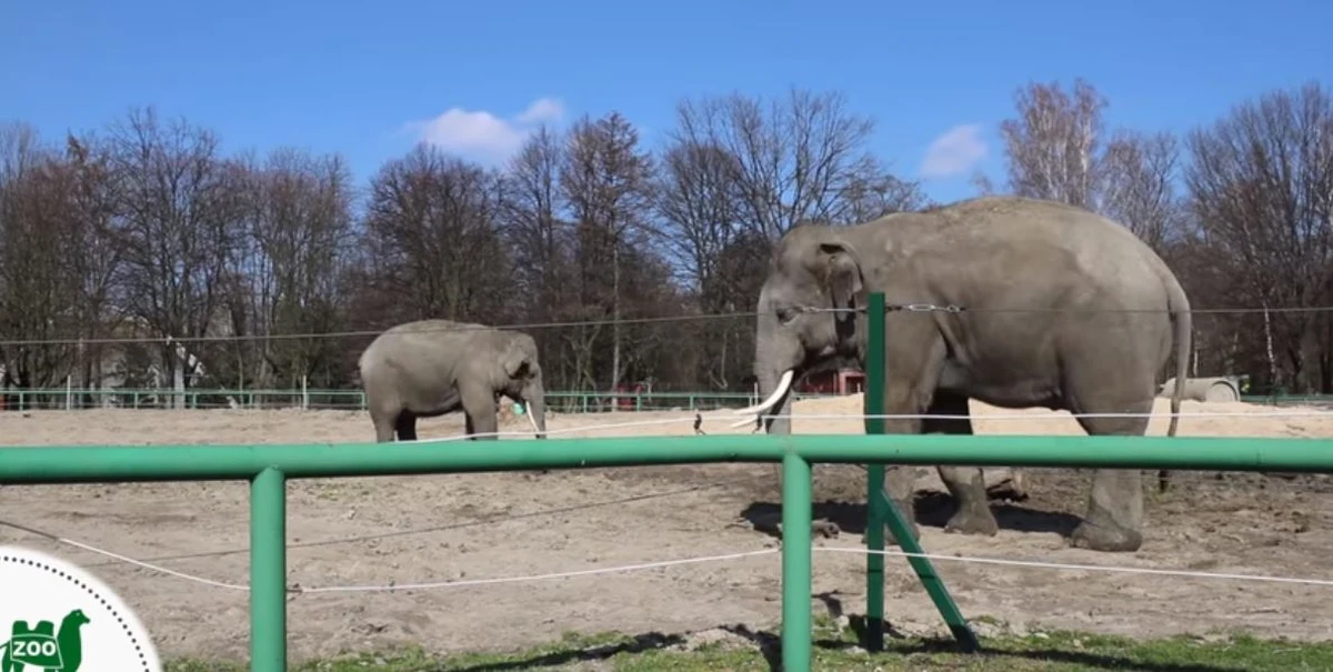 #ZoostańwDomu i #ZOObaczZOO – pod takim hasłem  Śląski Ogród Zoologiczny w czasie kwarantanny zaprasza do odwiedzania swojego profilu na Facebooku. 