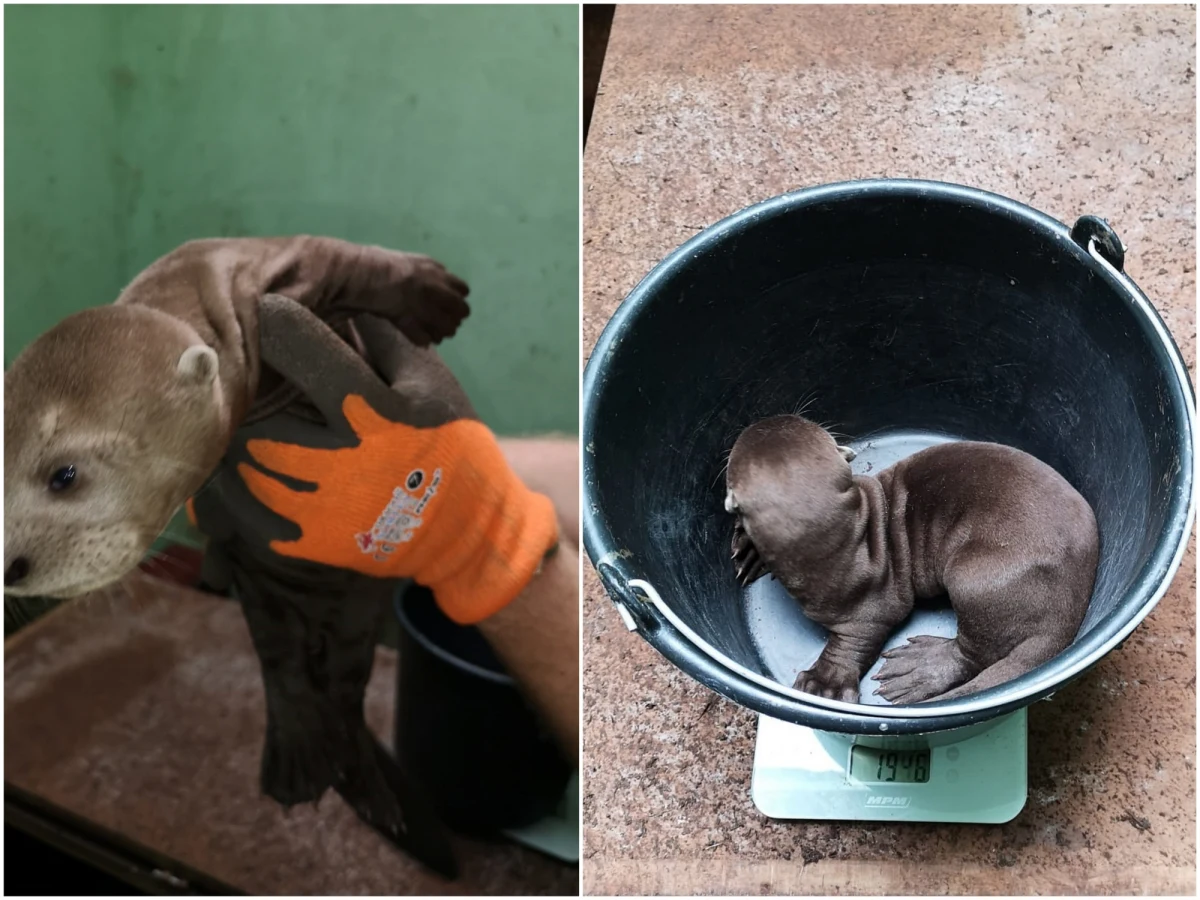 Miejski Ogród Zoologiczny w Łodzi jako jedyny w Polsce posiada ariranie, czyli wydry olbrzymie. Od 14 lutego ogród cieszy się najmłodszymi przedstawicielami tego gatunku – właśnie w Walentynki urodziły się trzy maluchy.