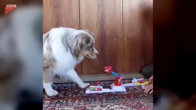 Bohaterem filmu jest pies o imieniu Spotty. Kiedy Spotty zobaczył właścicielkę grającą w prostą grę, szybko pojął zasady i dołączył do zabawy. 