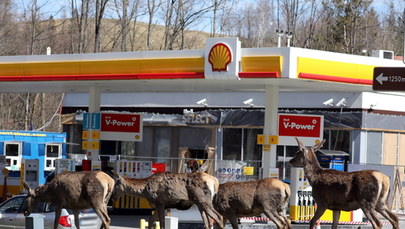 "Zwierzęta jakby pozbyły się strachu". Natura korzysta na zakazie wstępu do lasów