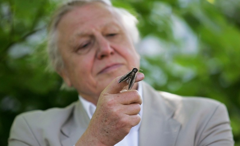 Sir David Attenborough, słynny brytyjski biolog, podróżnik i filmowiec, kończy 95 lat. To niebywałe, że wciąż podróżuje, kręci filmy i nieprzerwanie walczy o czystość planety, a za sprawą najnowszych produkcji jego audytorium może być większe niż kiedykolwiek. Co warto o nim wiedzieć?