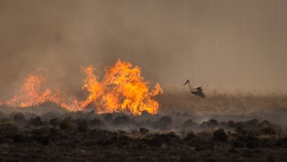 Pożar w Biebrzańskim Parku Narodowym. Ogień objął blisko 6 tys. hektarów