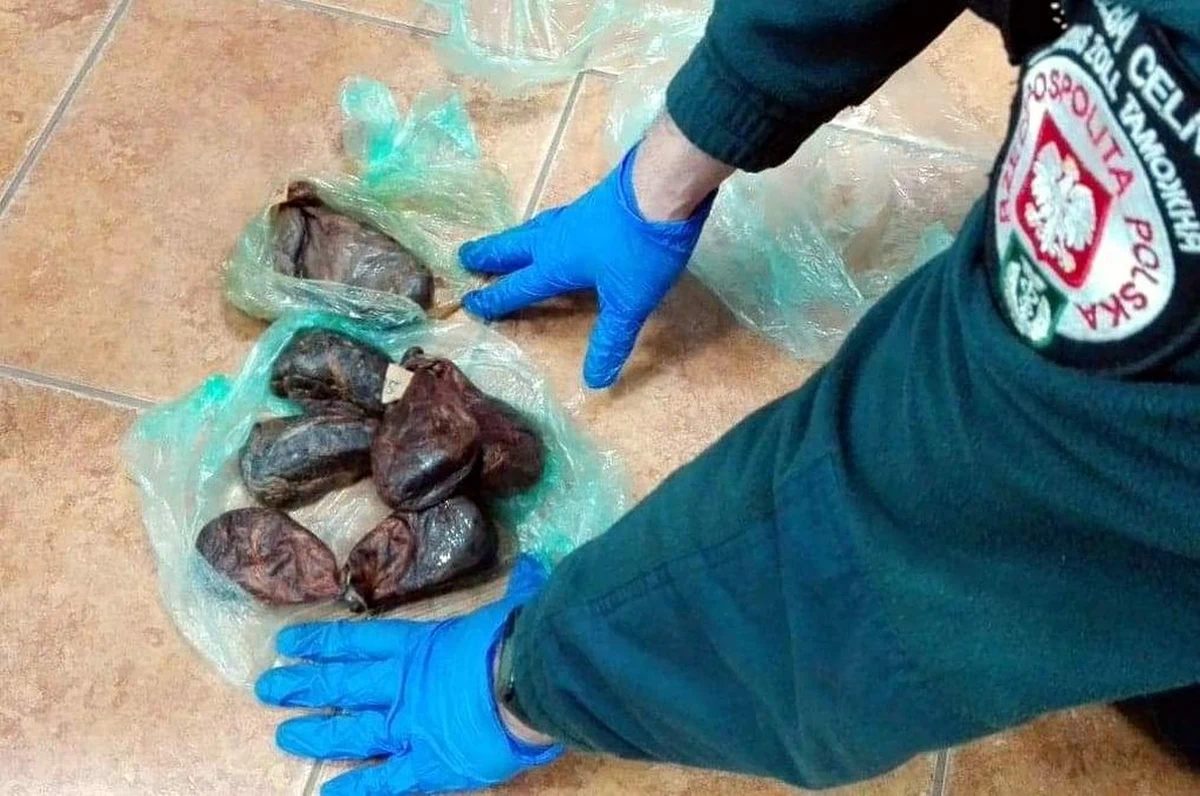Nie tylko za przemyt, ale i złamanie przepisów ustawy o ochronie przyrody odpowie 50-letni Białorusin, w którego bagażu funkcjonariusze podlaskiej KAS odkryli pudełko z ... wysuszonymi gruczołami skórnymi bobra. Cudzoziemiec tłumaczył, że wiózł je znajomemu jako lekarstwo.