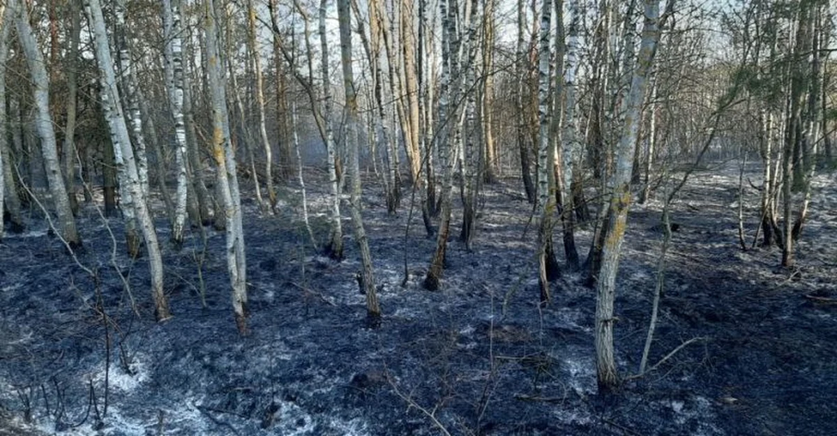 Patrole strażaków będą dalej dozorować pożarzysko w Biebrzańskim Parku Narodowym. Kończy się akcja gaśnicza, biorące w niej udział służby będą w niedzielę wycofywane - poinformował rzecznik PSP w Białymstoku Tomasz Gierasimiuk.