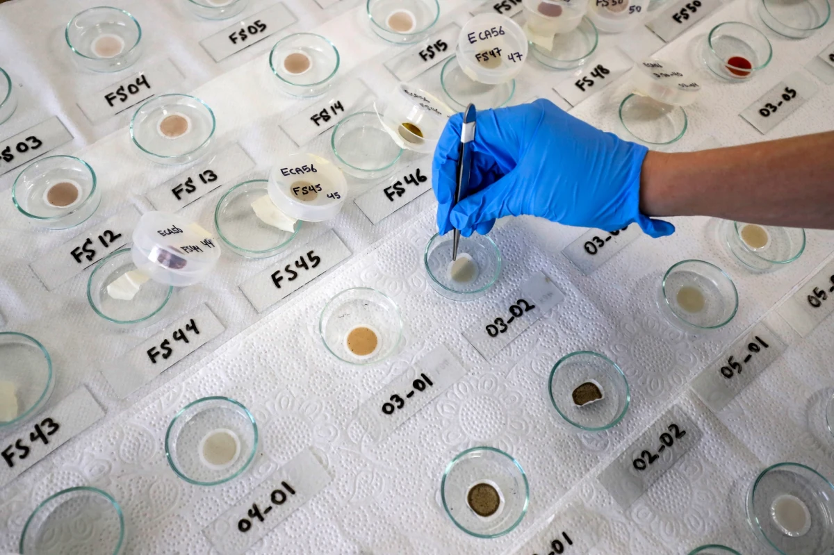 "Łowcy wirusów". Tak nazywa się grupę badaczy, którzy objeżdżają cały świat w poszukiwaniu nowych szczepów wirusów zwierzęcych po to, by badać, które z nich mogą potencjalnie przenieść się na człowieka i wywołać pandemię podobną do tej, której świadkami jesteśmy teraz. Ja mówił dla CNN Peter Daszak z amerykańskiej organizacji pozarządowej specjalizującej się w wykrywaniu nowych wirusów i zapobieganiu pandemii, do tej pory - po zbadaniu 15 tysięcy próbek - naukowcom udało się zidentyfikować około 500 nowych koronawirusów.