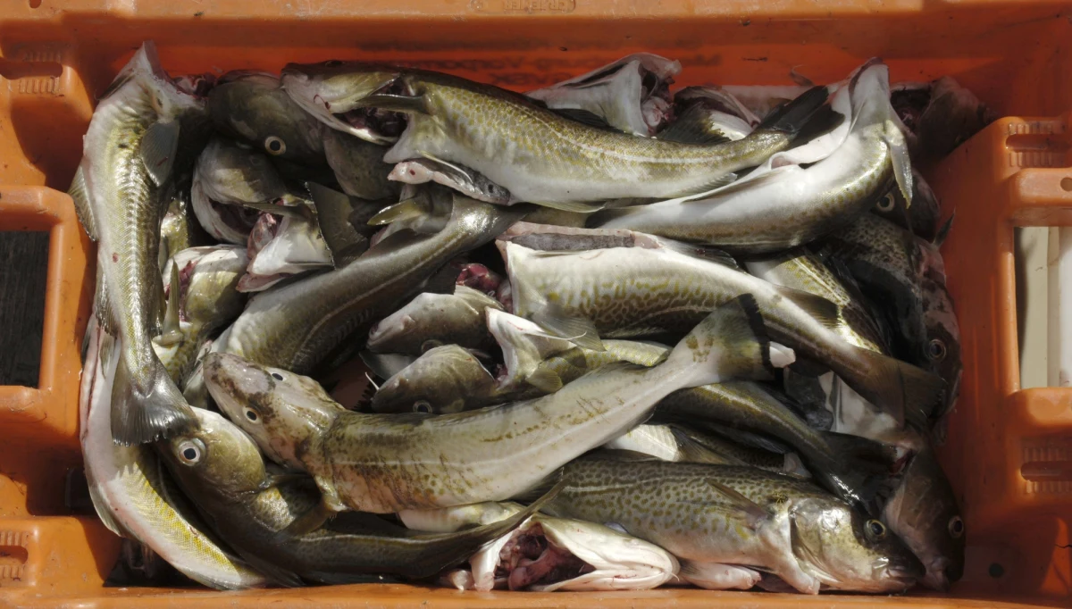 ​Wędkarze morscy będą protestowali we Władysławowie. To ciąg dalszy trwającego od kilku miesięcy sporu z rządem dotyczącego rekompensat za unijny zakaz połowu dorsza na Bałtyku. “To jest ostatnia szansa dla rządu" - mówi RMF FM jeden z członków sztabu protestującego.