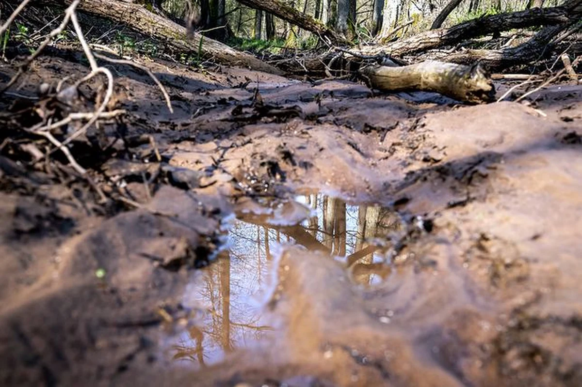 Jak wynika z mapy zamieszczonej na stronie Instytutu Badawczego Leśnictwa, przynajmniej część każdego z 16 województw objęta jest we wtorek trzecim, najwyższym stopniem zagrożenia pożarowego.