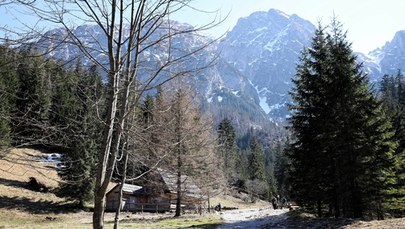 W Tatrach na szlakach dzikie zwierzęta zamiast turystów