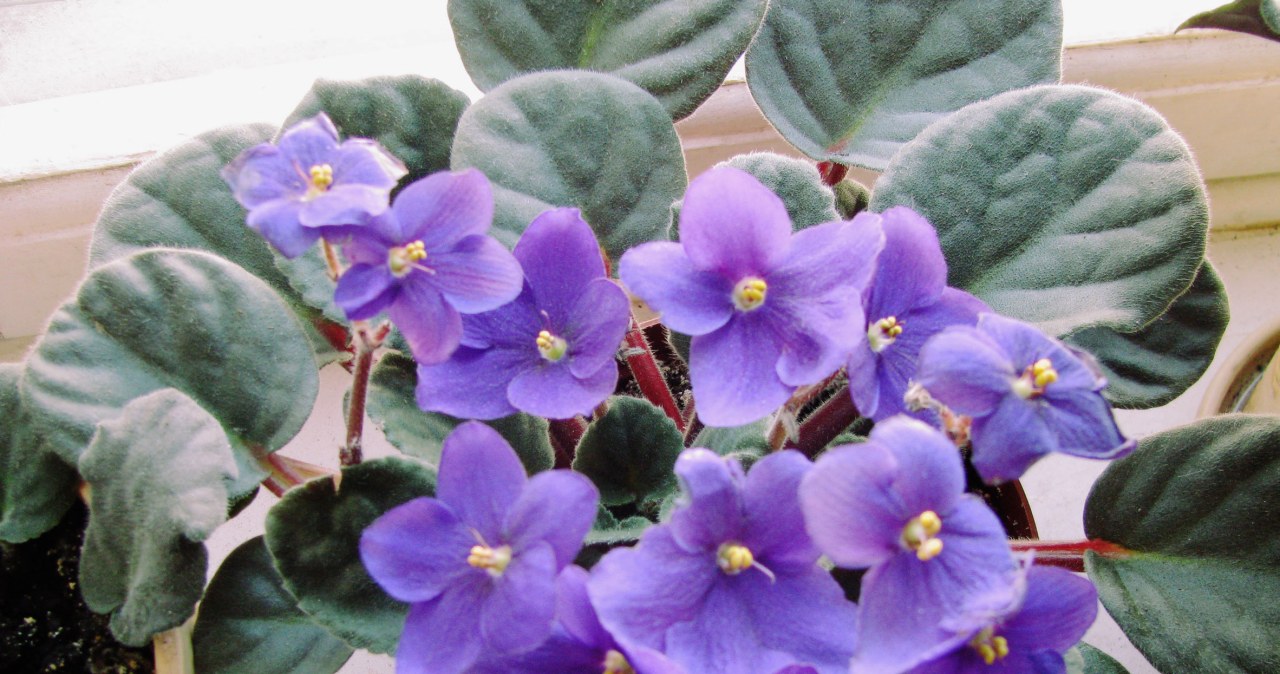 Podlewaj tym fiołki po lecie. Zobaczysz, jak gwałtownie obsypią się kwiatami