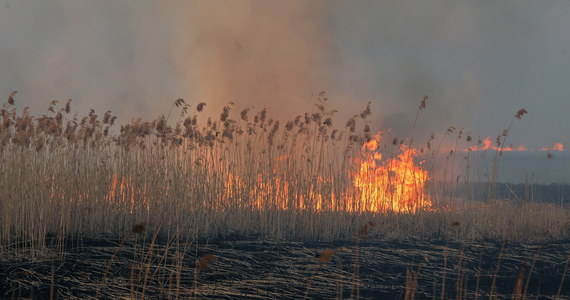 Kwotę ponad 3,5 mln zł zebrano na rzecz OSP, które gasiły pożar w Biebrzańskim Parku Narodowym - poinformował dyrektor parku Andrzej Grygoruk. Park w tym celu uruchomił specjalne konto.