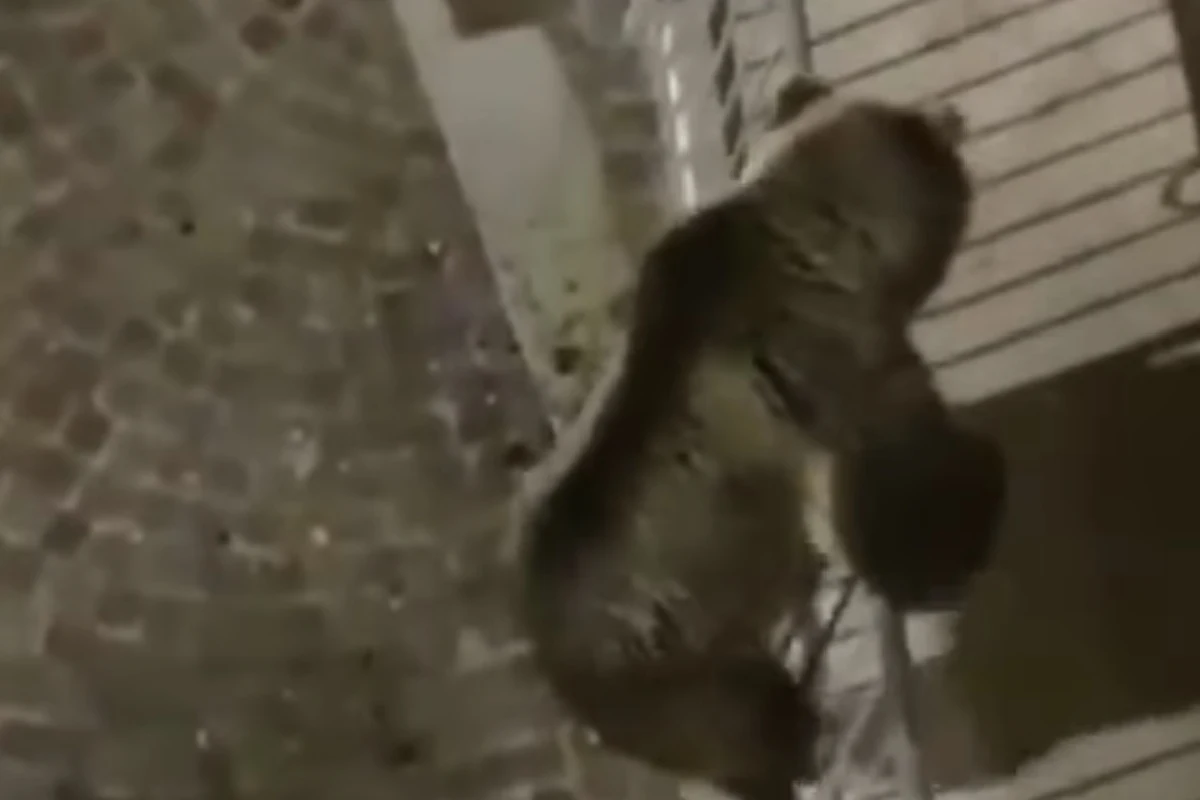 "Spidermanem" nazwali mieszkańcy miasteczka w Trydencie na północy Włoch niedźwiedzia brunatnego, który potrafi wspinać się na balkony domów. Zwierzę wywołało strach w okolicy, ale i podziw, zaś jego balkonowe akrobacje uwieczniono na nagraniu.