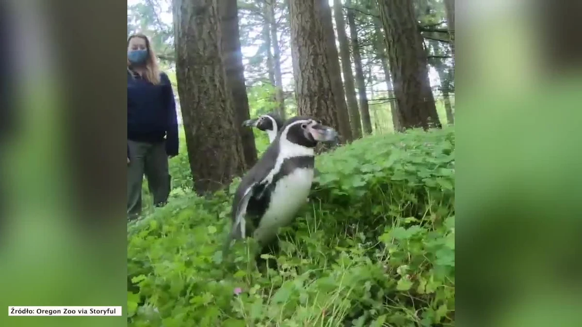 Pracowni zoo w Oregonie cały czas dostarczają swoim podopiecznym atrakcji. Z powodu pandemii koronawirusa w ogrodzie nie ma odwiedzających. Zwierzaki wydają się znudzone. Dlatego pingwiny wybrały się na wycieczkę do lasu!