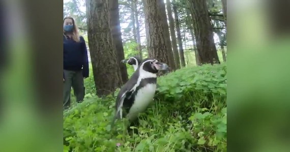 Pracowni zoo w Oregonie cały czas dostarczają swoim podopiecznym atrakcji. Z powodu pandemii koronawirusa w ogrodzie nie ma odwiedzających. Zwierzaki wydają się znudzone. Dlatego pingwiny wybrały się na wycieczkę do lasu!