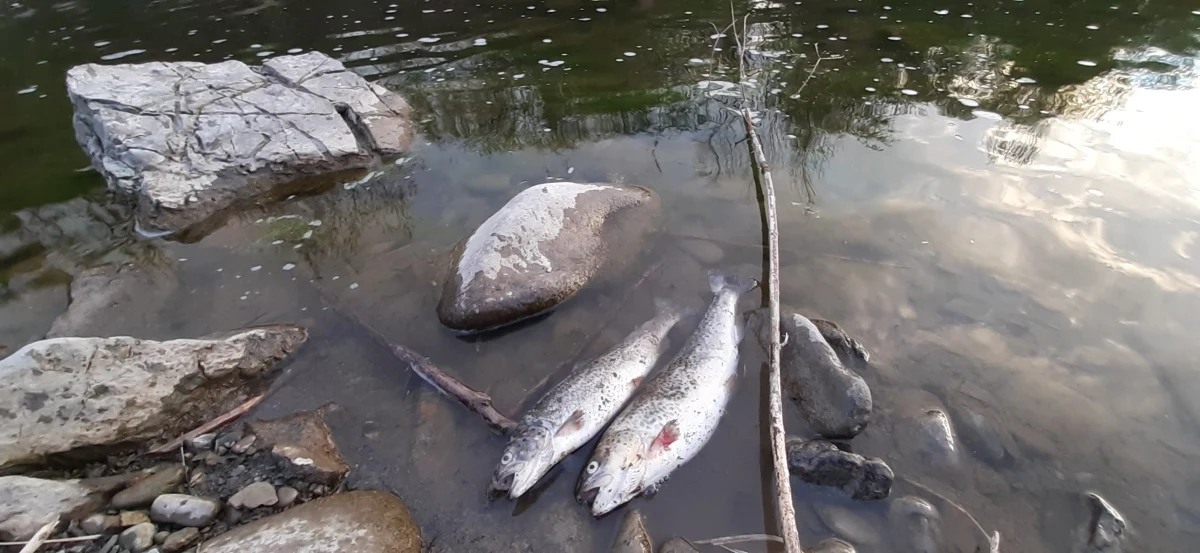Śnięte ryby, ogromny smród i maź w rzece – to wynik awarii oczyszczalni ścieków w gminie Kamienica na południu Małopolski. Do pobliskiej rzeki wypłynęło nawet kilkadziesiąt ton zanieczyszczeń. Ale problemów jest znacznie więcej, bo w sumie ścieki zrzucono do kilkunastu rzek w Małopolsce.