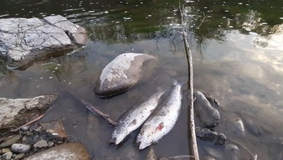 Katastrofalne zanieczyszczenie rzek w Małopolsce i awaria oczyszczalni ścieków 