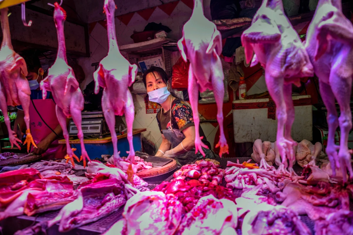 Światowa Organizacja Zdrowia (WHO) oświadczyła w piątek, że nie zaleca likwidowania targów z żywymi i dzikimi zwierzętami, choć - jak zauważa agencja AP - to właśnie takie miejsce w chińskim Wuhan prawdopodobnie było źródłem światowej pandemii koronawirusa.