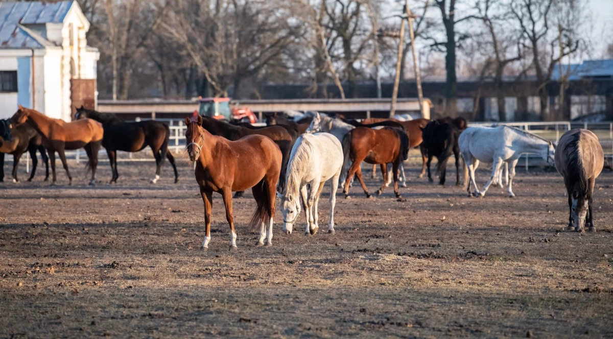 Stadnina Janów Podlaski na dnie - alarmuje "Rzeczpospolita". Jak podkreśla dziennik, prokuratura, zamiast zająć się obecnymi kłopotami hodowli, wciąż bada rzekome nieprawidłowości z przeszłości.