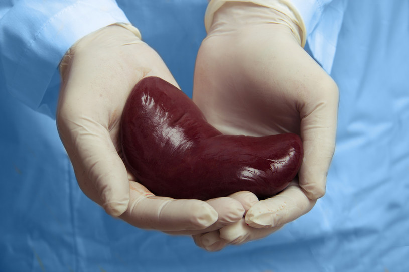 Brytyjscy naukowcy twierdzą, że sztuczna inteligencja może wybierać narządy do przeszczepu z dużo większą dokładnością niż ludzie, dlatego przy wsparciu rządu oraz NHS Blood and Transplant i NIHR Blood and Transplant Research Unit startują z nowym programem.