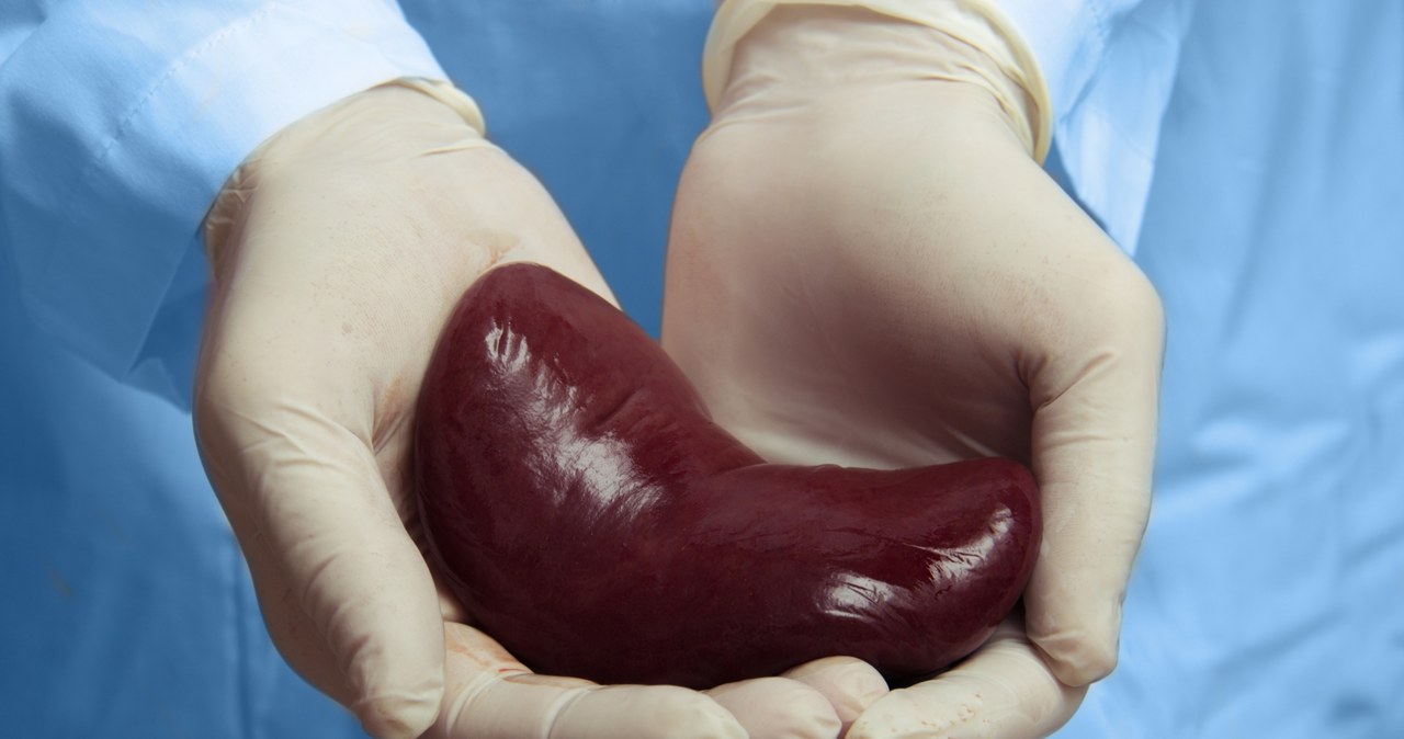 Brytyjscy naukowcy twierdzą, że sztuczna inteligencja może wybierać narządy do przeszczepu z dużo większą dokładnością niż ludzie, dlatego przy wsparciu rządu oraz NHS Blood and Transplant i NIHR Blood and Transplant Research Unit startują z nowym programem.