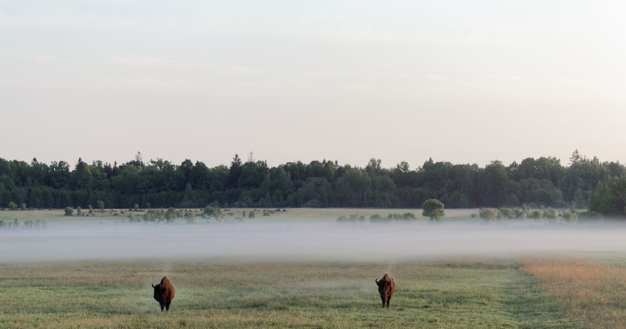 Puszcza, Białowieska, wątpienia, jest, jednym, najbardziej, naturalnych, rejonów, mapie, Polski, Dodatkowo, listopadzie, mocno, Szukasz spokojnego miejsca na listopadowy wypad? Musisz odwiedzić to miejsce w Polsce