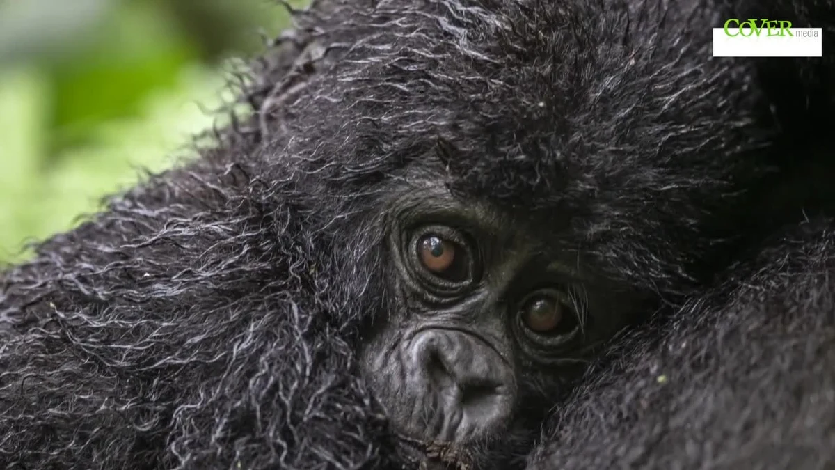 15 maja przypada Dzień Zagrożonych Gatunków. Dzięki swoim niesamowitym zdjęciom, brytyjski fotograf Paul Goldstein przybliża nas choć trochę do zwierząt, o które dbać musimy w wyjątkowy sposób. Projekt ma na celu zwrócenie uwagi na fakt, że w czasie pandemii koronawirusa problem ginących gatunków schodzi na dalszy plan. W tym dniu, ale i nie tylko, warto dokonać wpłaty na fundację lub stowarzyszenie zajmujące się tym tematem. Dbajmy o dzikie zwierzęta!