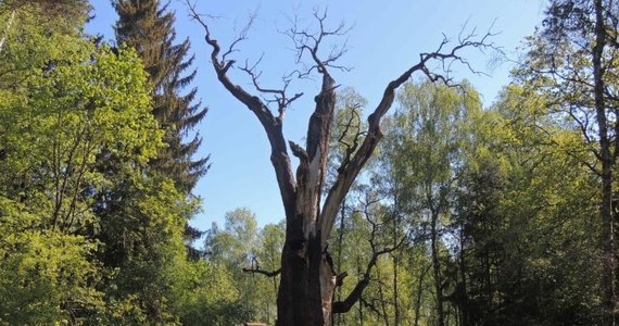 Obumarł najstarszy w Polsce dąb szypułkowy Chrobry, znajdujący się w Nadleśnictwie Szprotawa w Lubuskiem. W tym roku drzewo, liczące ponad 750 lat, nie wypuściło liści.