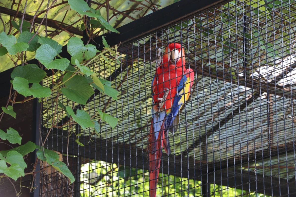 Od środy – 20 maja - ogród zoologiczny w Krakowie będzie ponownie otwarty dla gości. Na terenie zoo trzeba będzie jednak zachować ostrożność, zdezynfekować ręce płynem odkażającym oraz poruszać się w maseczkach ochronnych. 