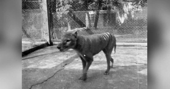 Narodowe Archiwum Filmu i Dźwięku Australii podzieliło się ze światem wyjątkowym nagraniem. 21-sekundowy film z 1935 roku przedstawia wilkowora tasmańskiego, zwanego też tygrysem tasmańskim. Zwierzak o imieniu Benjamin był prawdopodobnie ostatnim przedstawicielem tego gatunku. Według naukowców wyginął on wraz z jego śmiercią w 1936 roku.