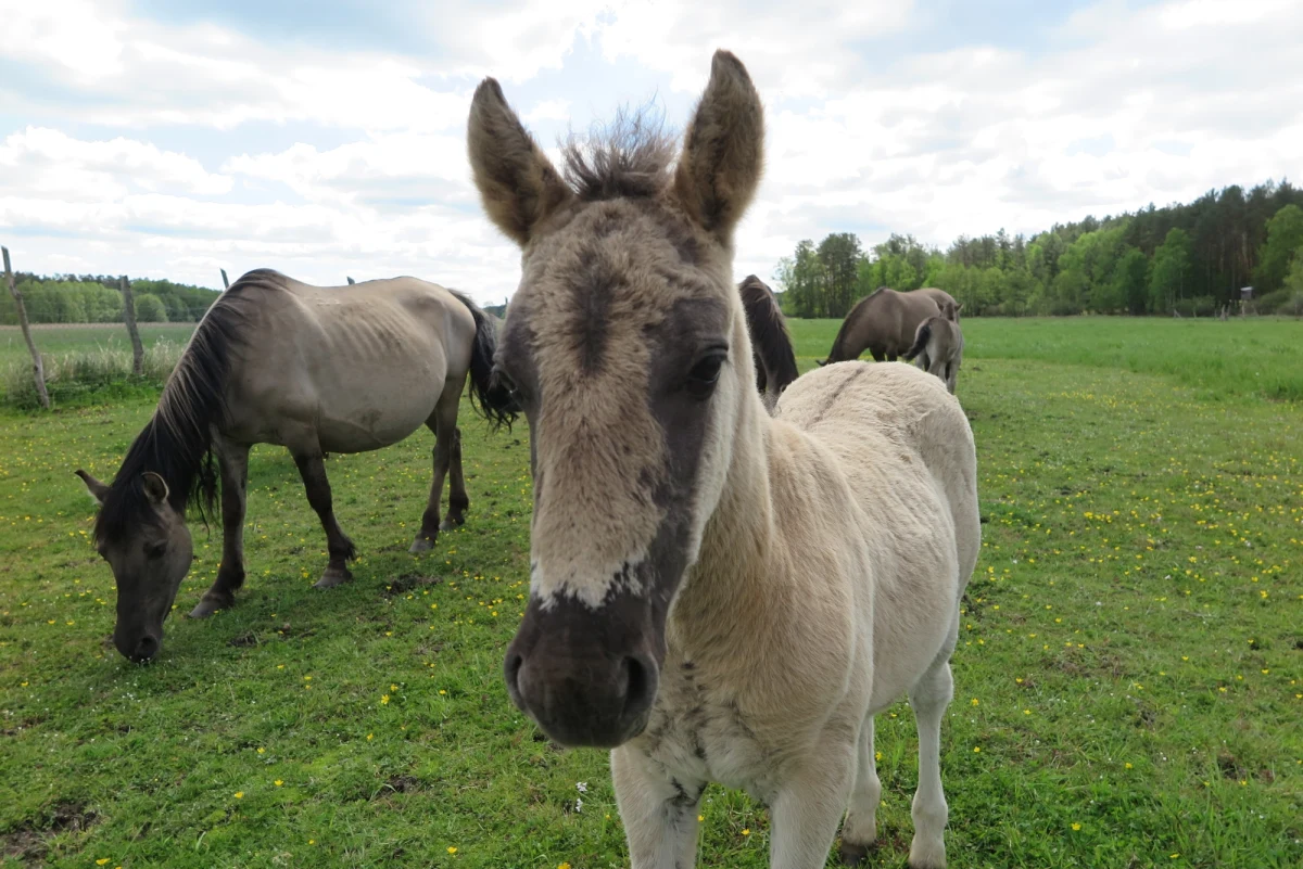 Do dyspozycji mają kilkaset hektarów lasów i łąk - i mogą czuć się tam naprawdę wolne. Druga co do wielkości rezerwatowa hodowla konika polskiego - w Kliniskach pod Szczecinem - kończy właśnie 10 lat: dekadę temu na łąki nad Iną wypuszczono pierwszych potomków tarpana.