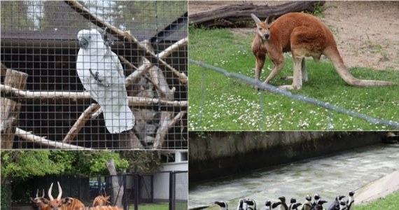 Od środy znów można odwiedzać warszawski ogród zoologiczny. W jednym momencie ogród może zwiedzać do 3 tysięcy osób. Goście powinni zachować między sobą dystans.
