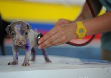 Eksperci: Brak dowodów, że zwierzęta zarażają ludzi koronawirusem