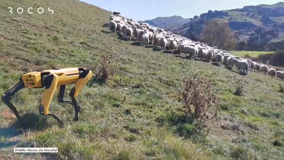Robot-pies jest testowany do pomocy w działalności rolniczej w Nowej Zelandii. Maszyna o nazwie Spot potrafi m.in. pilnować stada owiec i monitorować sad. Testy są prowadzone przez nowozelandzką firmę Rocos, w celu zautomatyzowania pracochłonnych zadań rolniczych. Robot-pies został wyprodukowany przez firmę Boston Dynamics. Maszyna potrafi m.in. wspinać się na schody i utrzymywać równowagę w trudnym terenie. Robot Spot jest również wykorzystywany w parku Bishan-Ang Mo Kio w Singapurze, gdzie pilnuje, aby spacerowicze przestrzegali zasad dystansu społecznego.