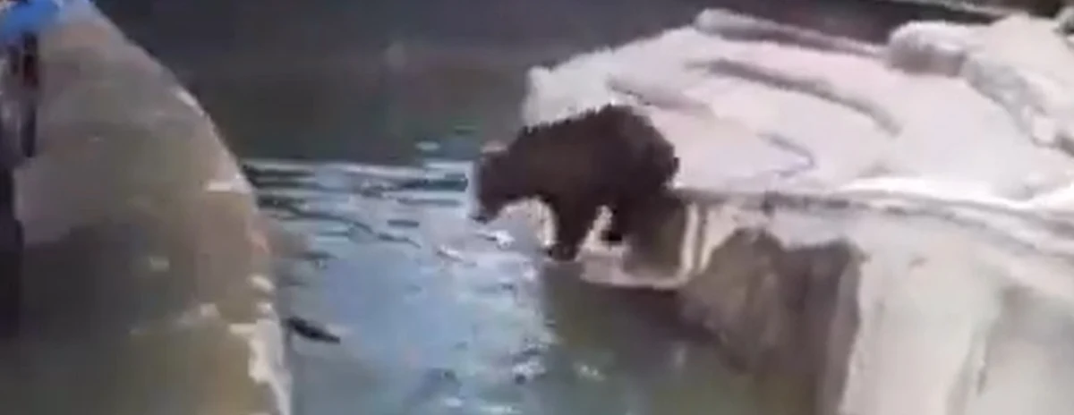 Dwa lata ograniczenia wolności i 5 tys. złotych nawiązki - takim karom dobrowolnie poddał się mężczyzna, który wczoraj wtargnął na wybieg dla niedźwiedzi w warszawskim zoo – dowiedział się reporter RMF FM Krzysztof Zasada.