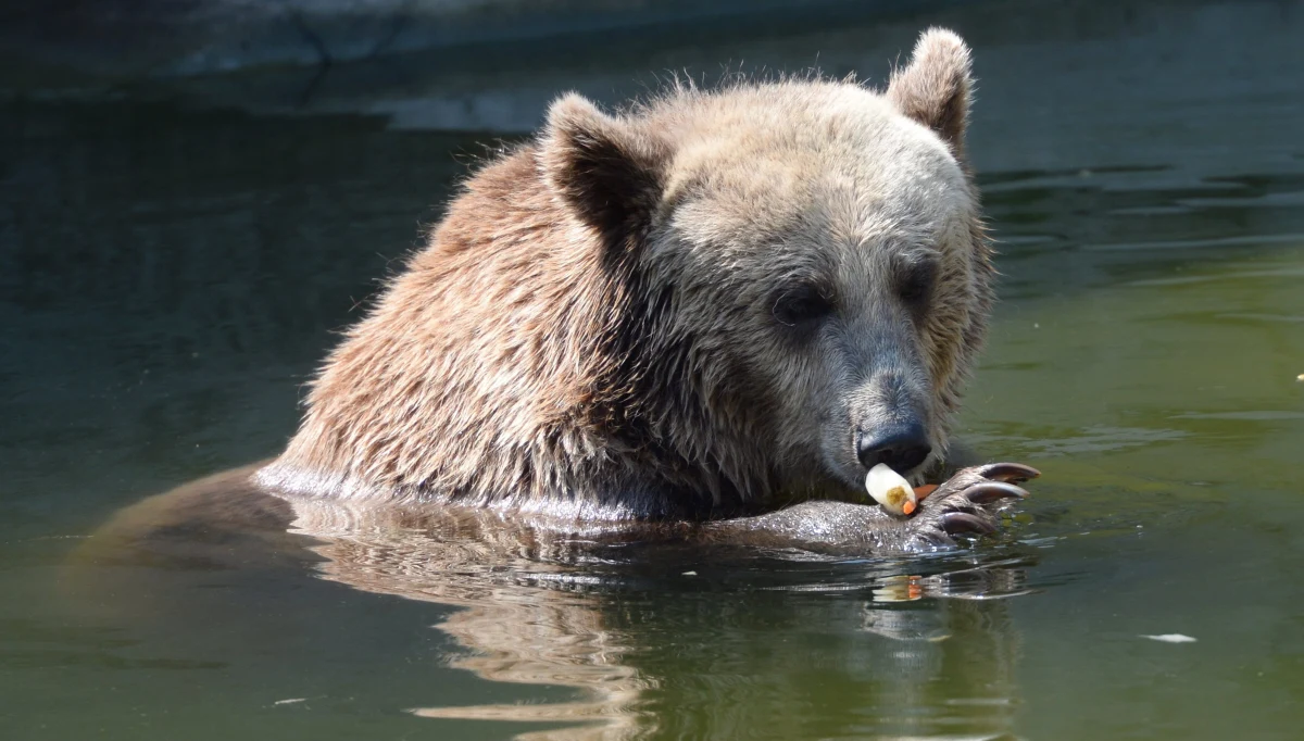 Dwie niedźwiedzice z warszawskiego ZOO, które żyją na wybiegu przy Al. Solidarności, zostaną przeniesione do wnętrza ogrodu. Dyrekcja ZOO i władze miasta podjęły taką decyzję, po tym, jak w ubiegły czwartek na wybieg wtargnął pijany mężczyzna.