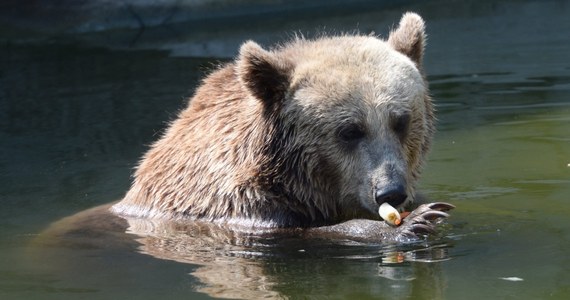 Dwie niedźwiedzice z warszawskiego ZOO, które żyją na wybiegu przy Al. Solidarności, zostaną przeniesione do wnętrza ogrodu. Dyrekcja ZOO i władze miasta podjęły taką decyzję, po tym, jak w ubiegły czwartek na wybieg wtargnął pijany mężczyzna.